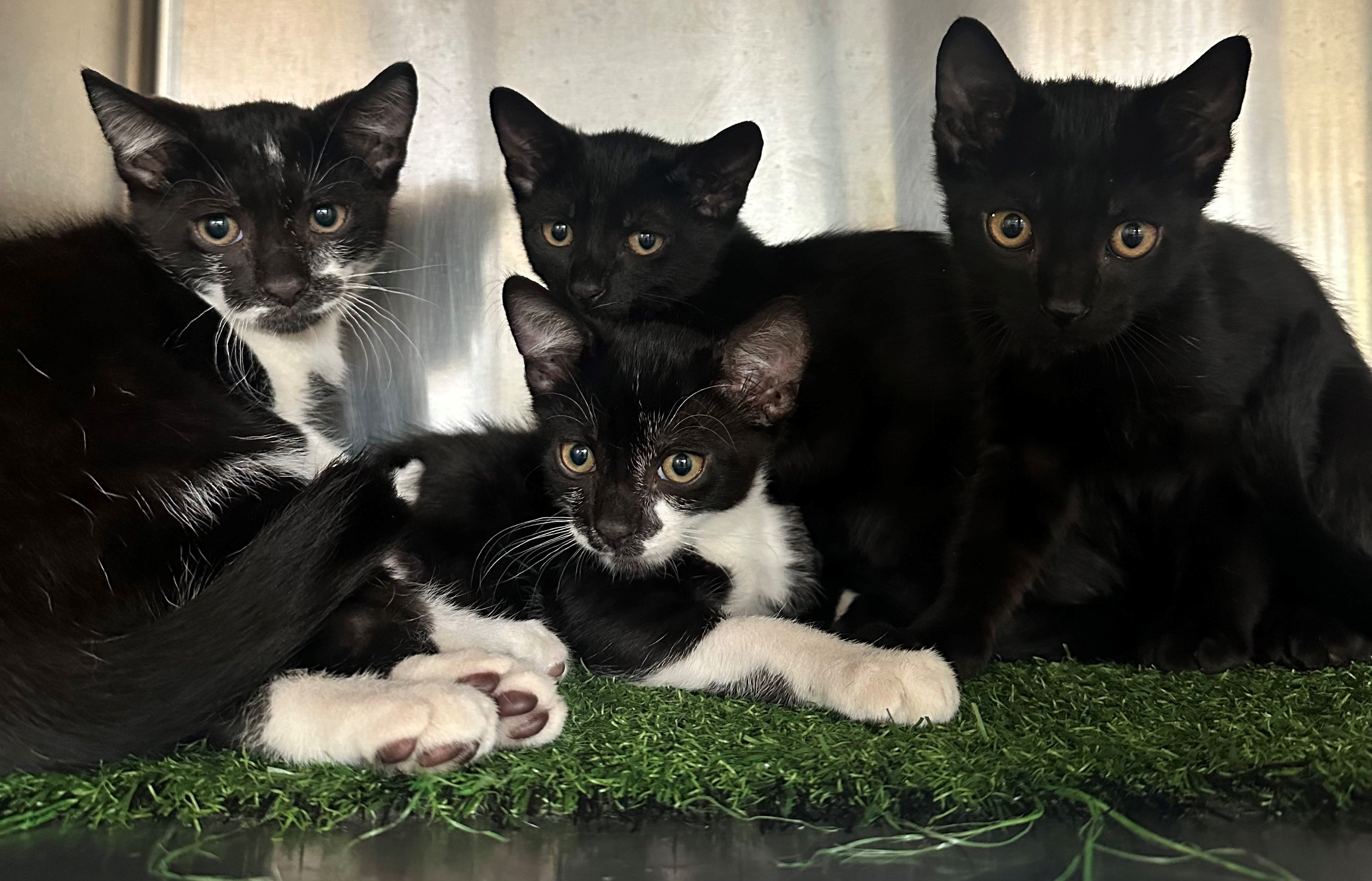 Found Kittens