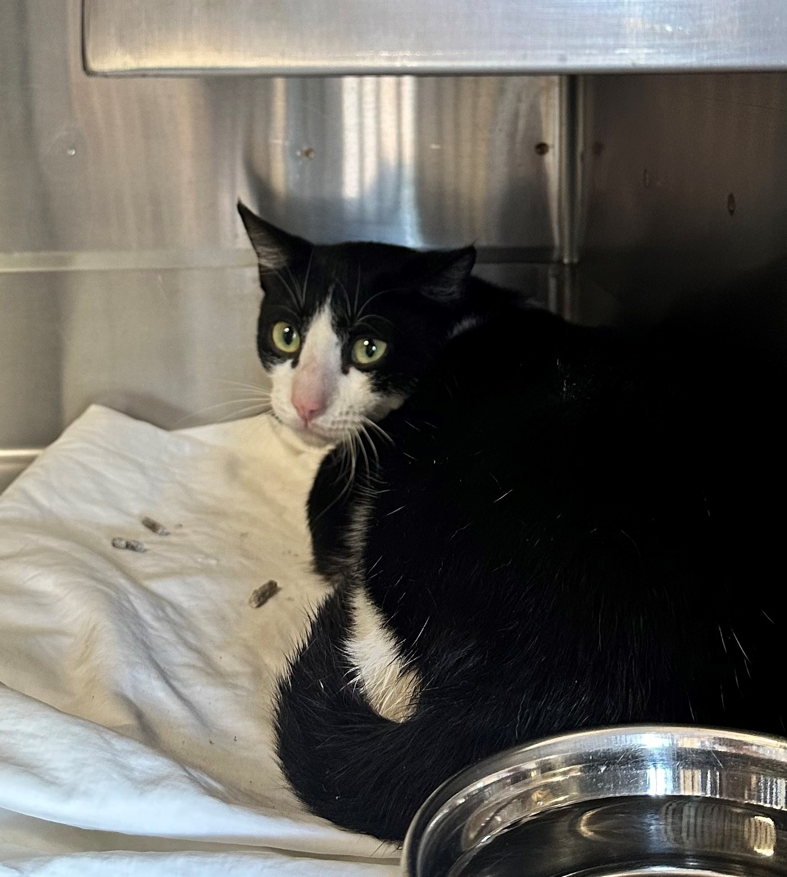 Found Cat