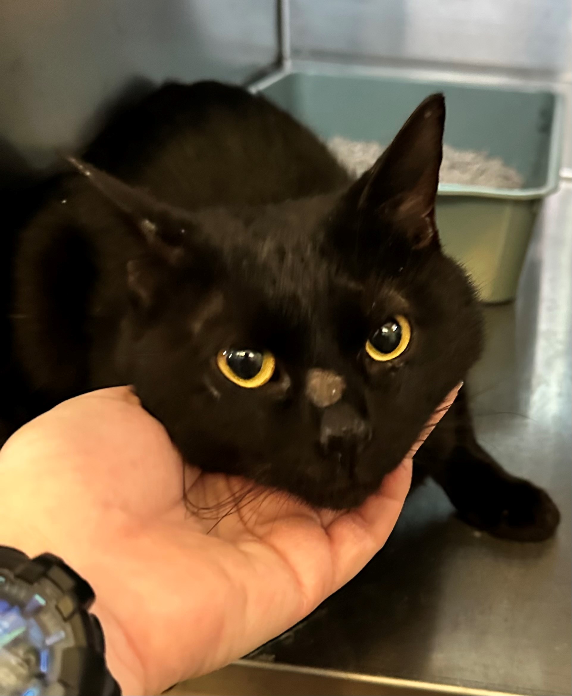 Found Black Cat