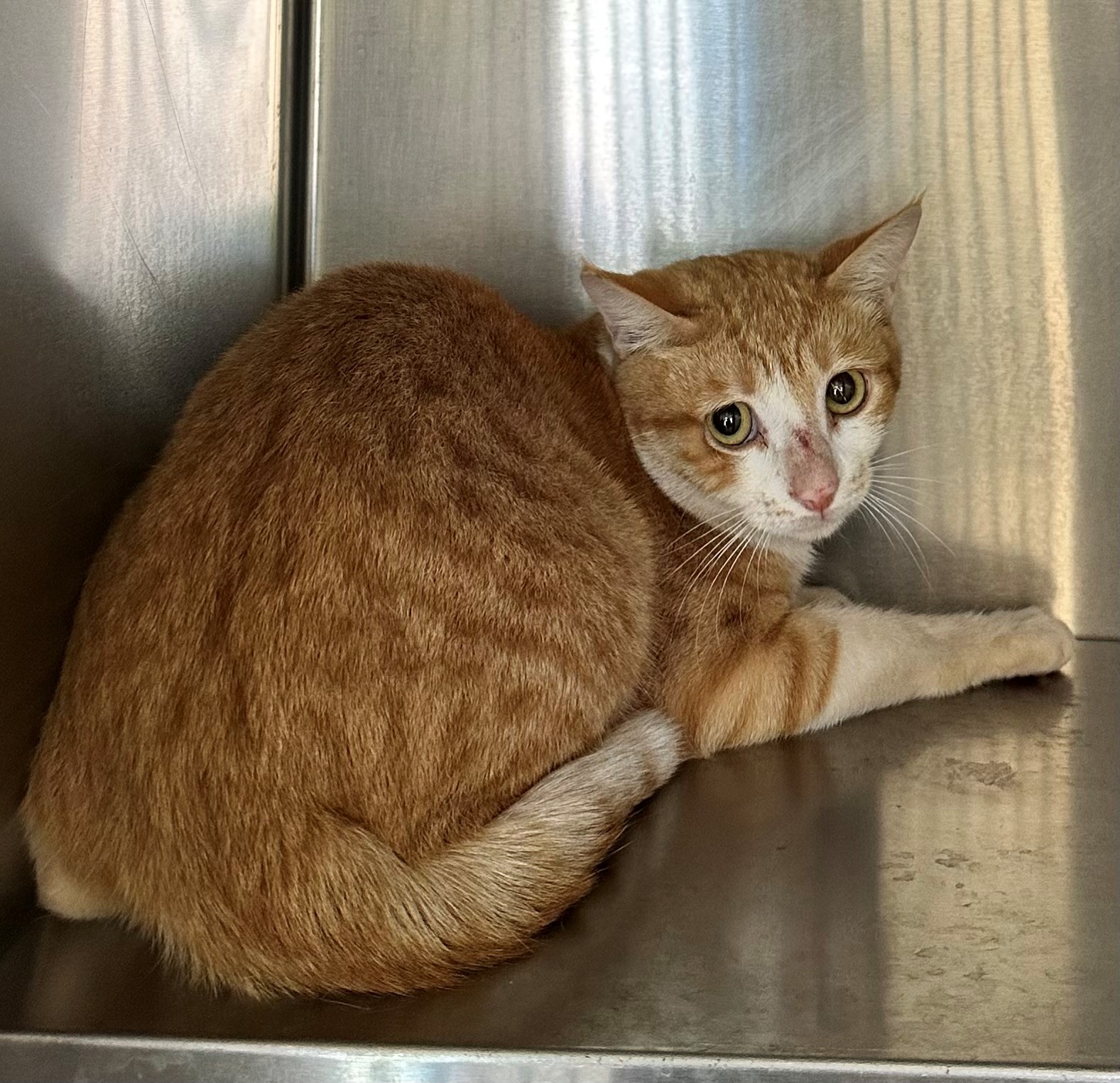Found Ginger & White Cat