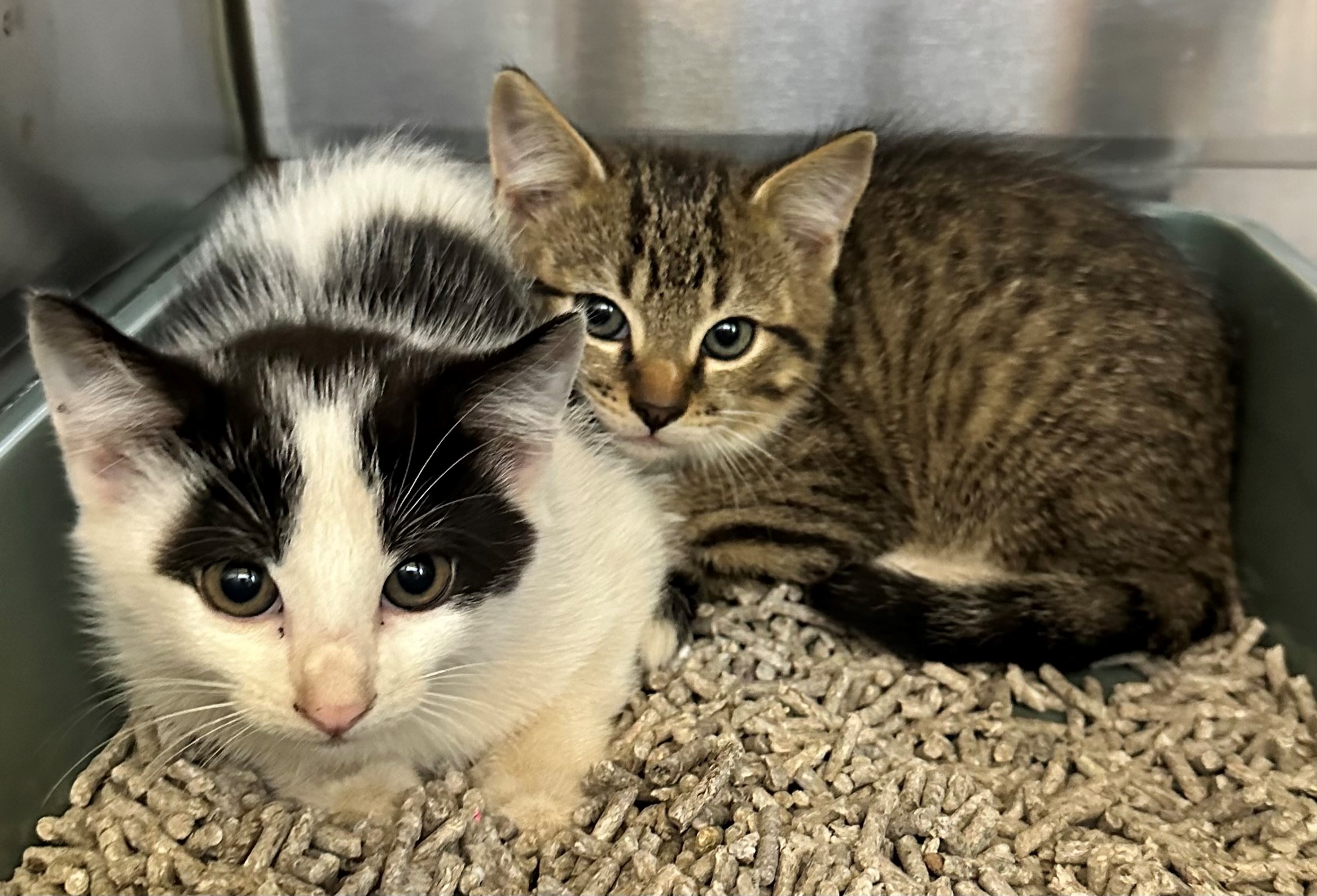 Found Kittens