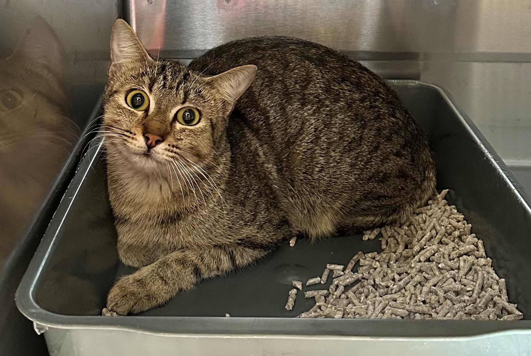 Found Tabby Cat
