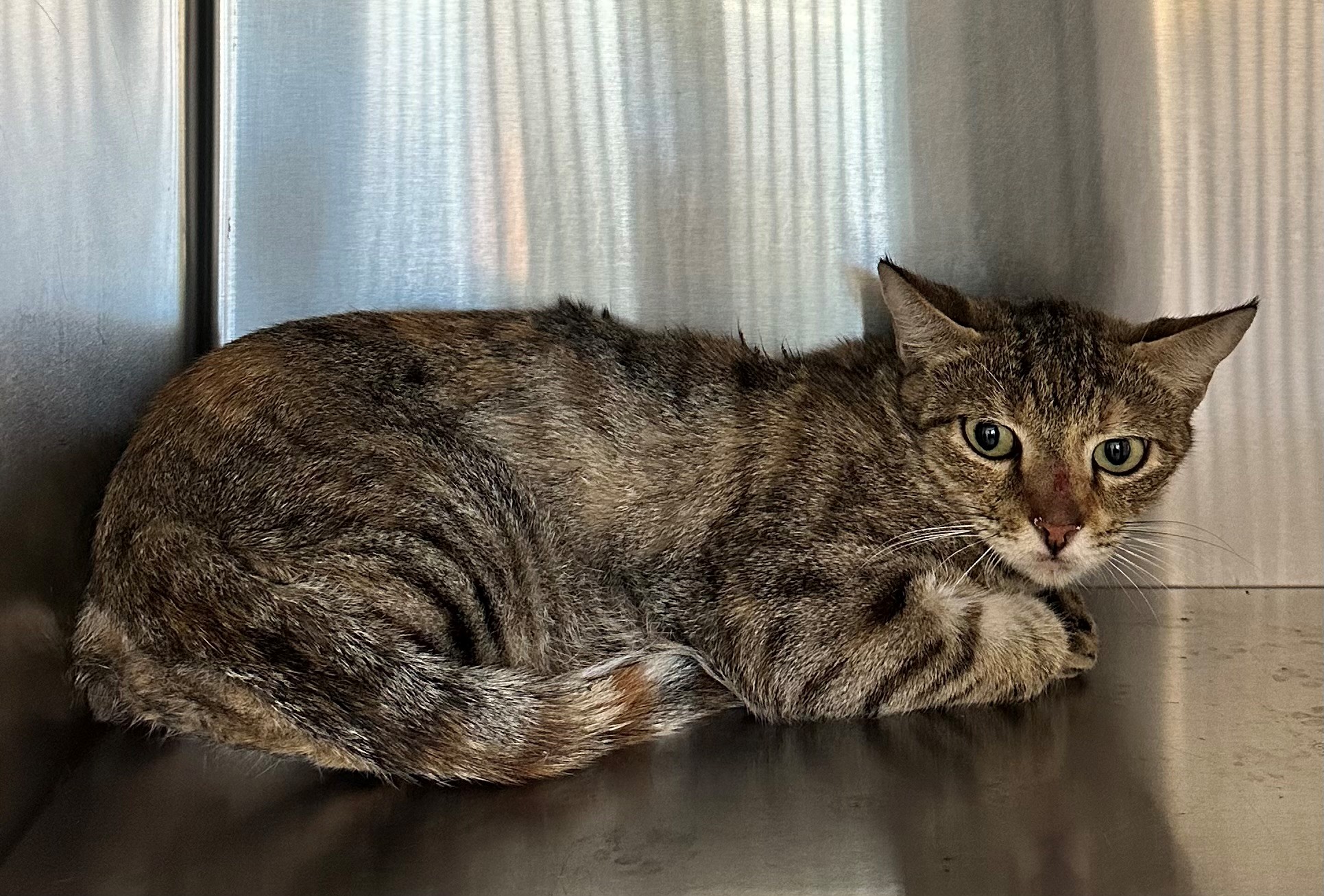 Found Torbie Cat