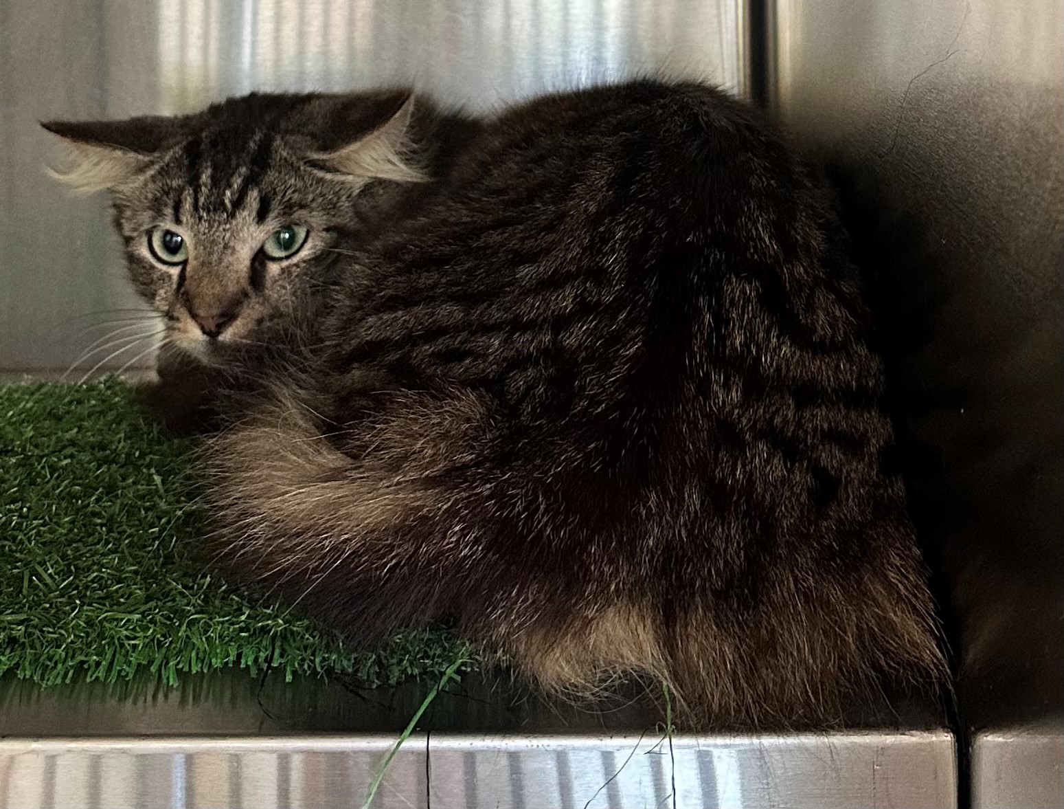 Found Tabby Cat
