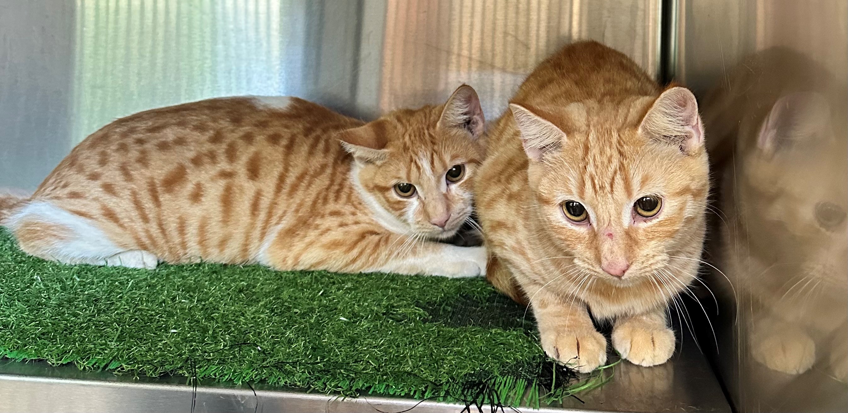 Found Ginger Cats