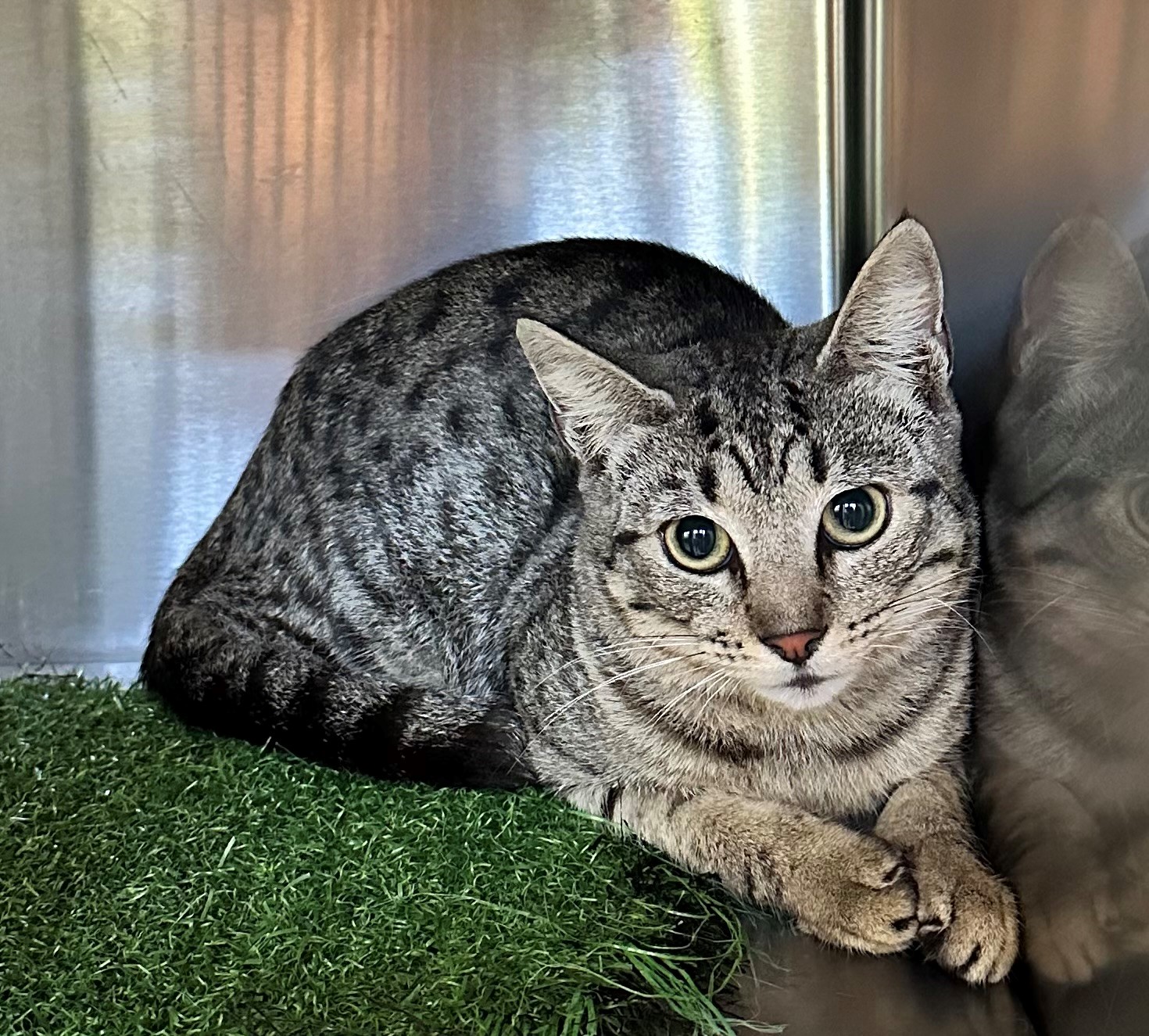 Found Tabby Cat