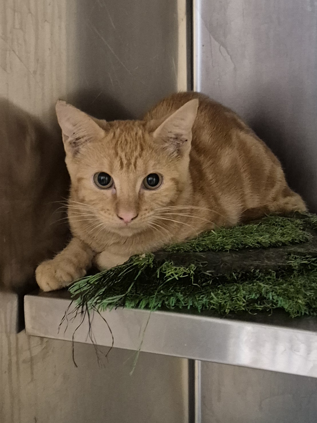 Found Domestic Short Hair