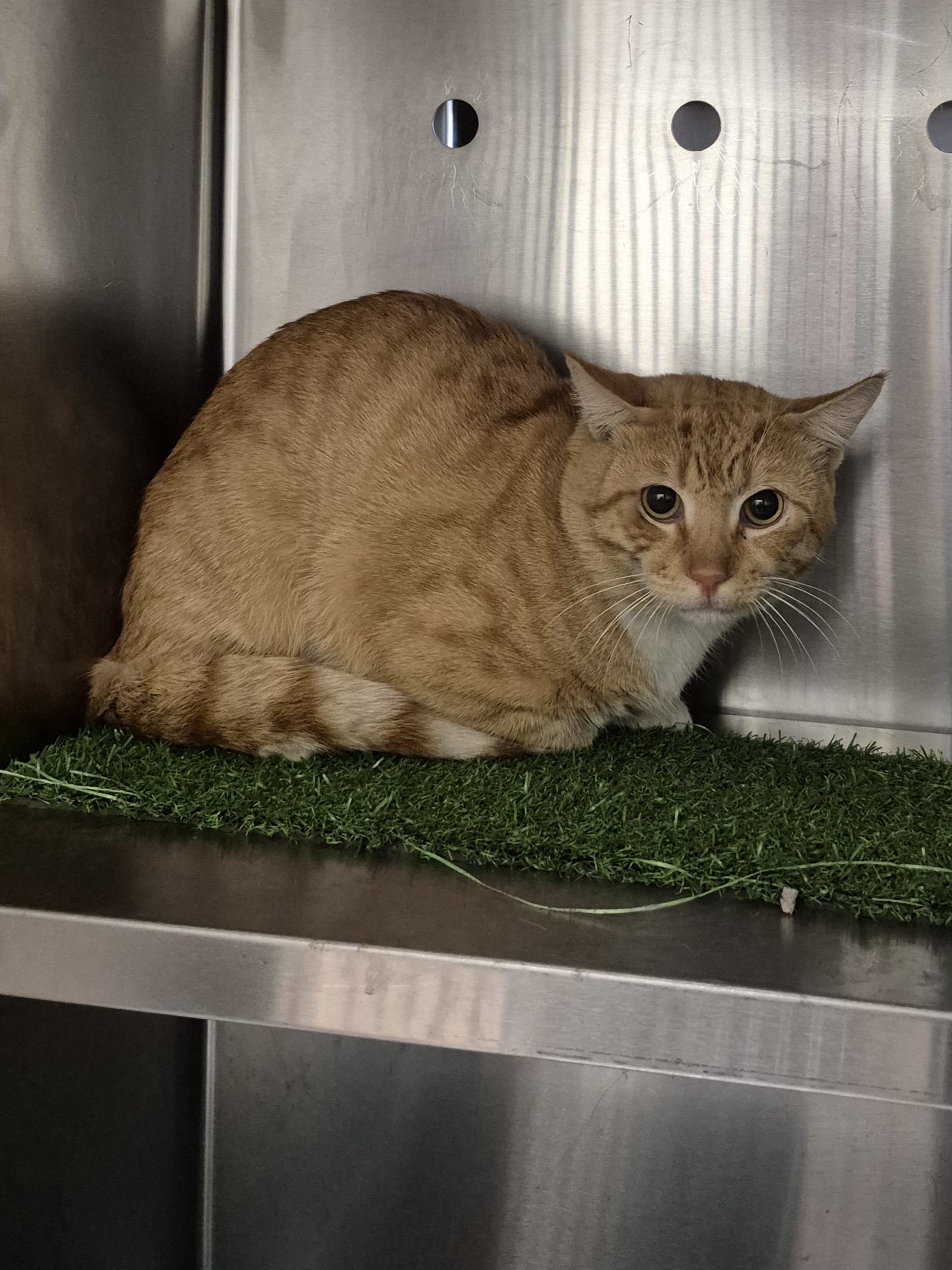 Found Domestic Short Hair