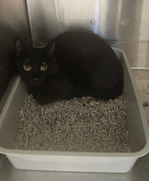 Found black cat.