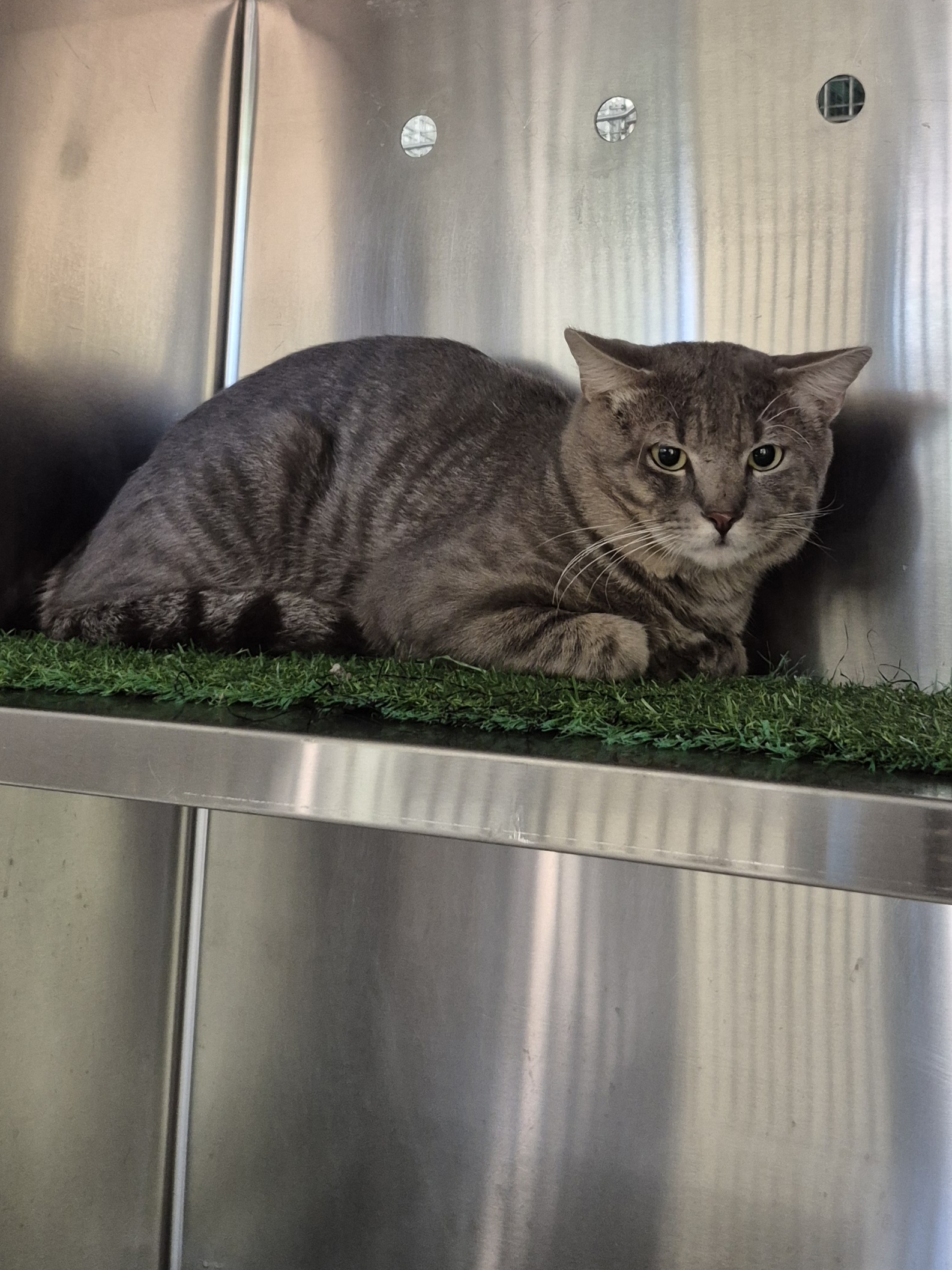 Found Domestic Short Hair