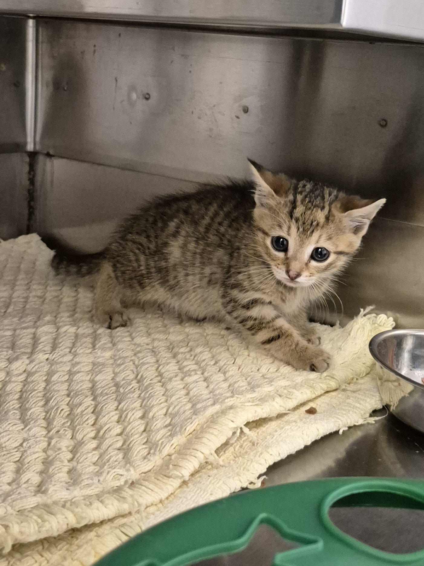 Found Domestic Short Hair Kitten