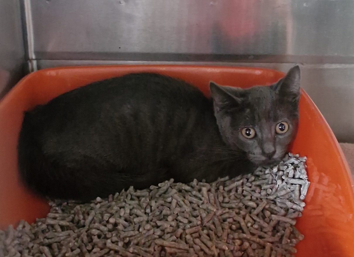 Grey Kitten