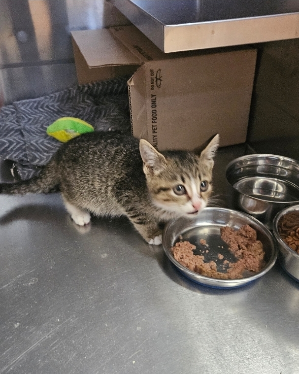 Found tabby and white kitten. 