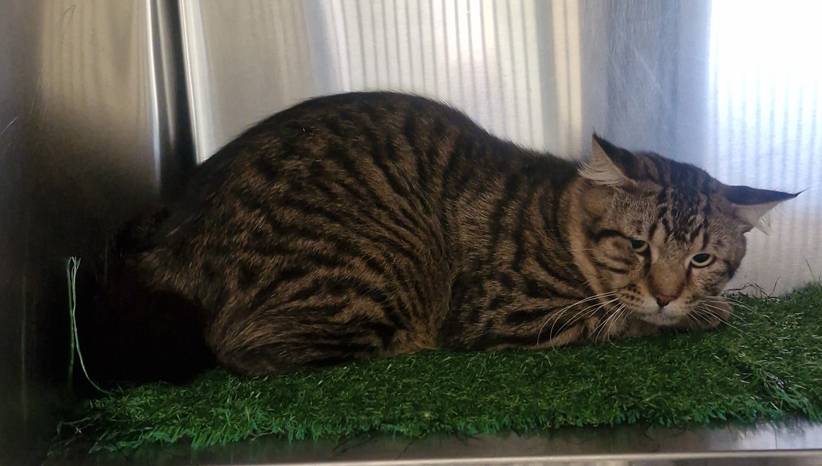 Tabby Cat