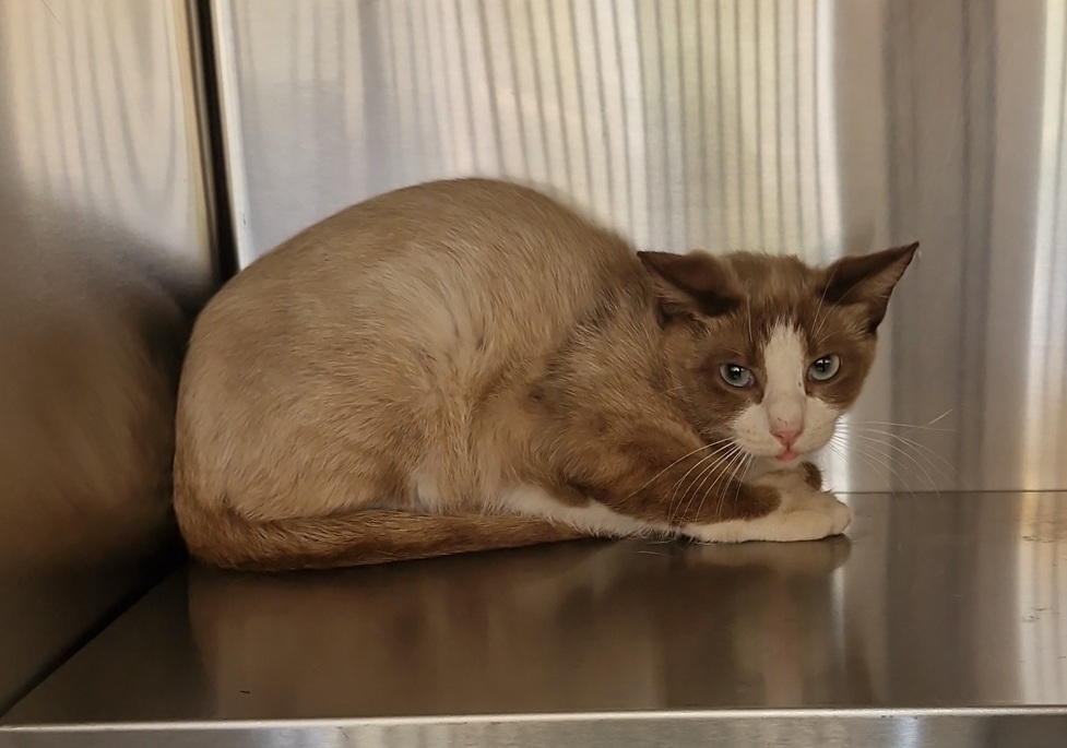 Chocolate and White Cat