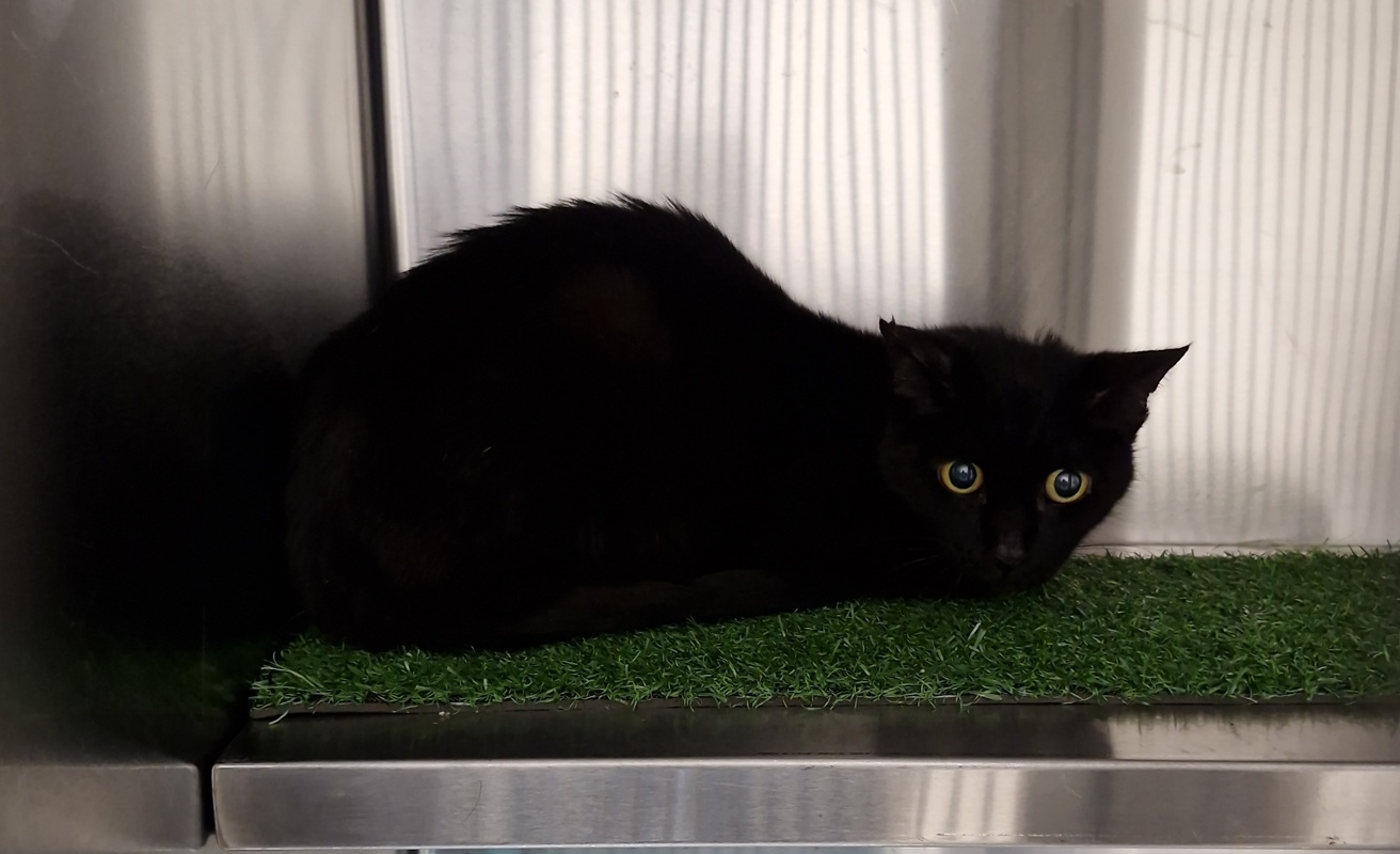 Black Cat
