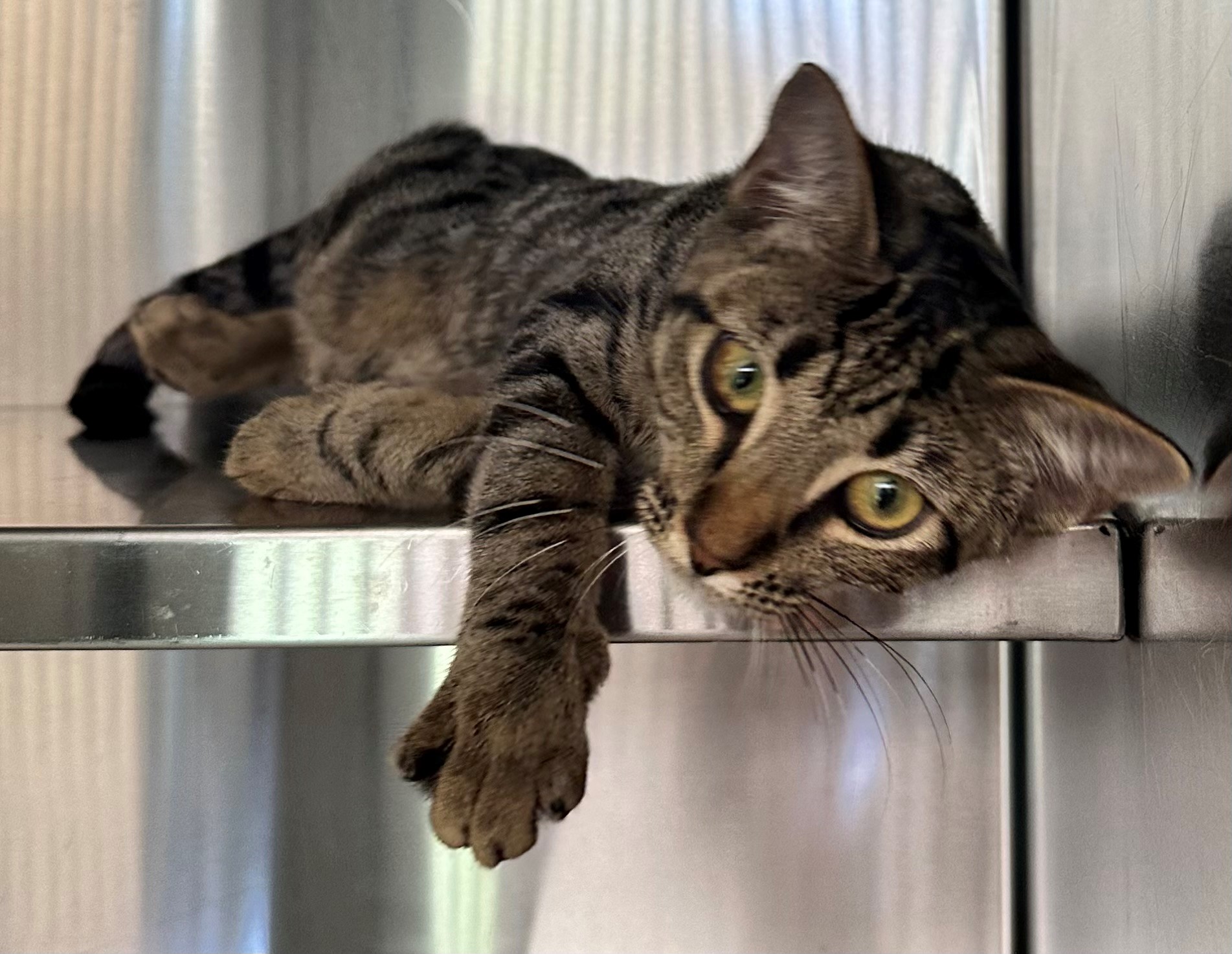 Found Tabby Cat