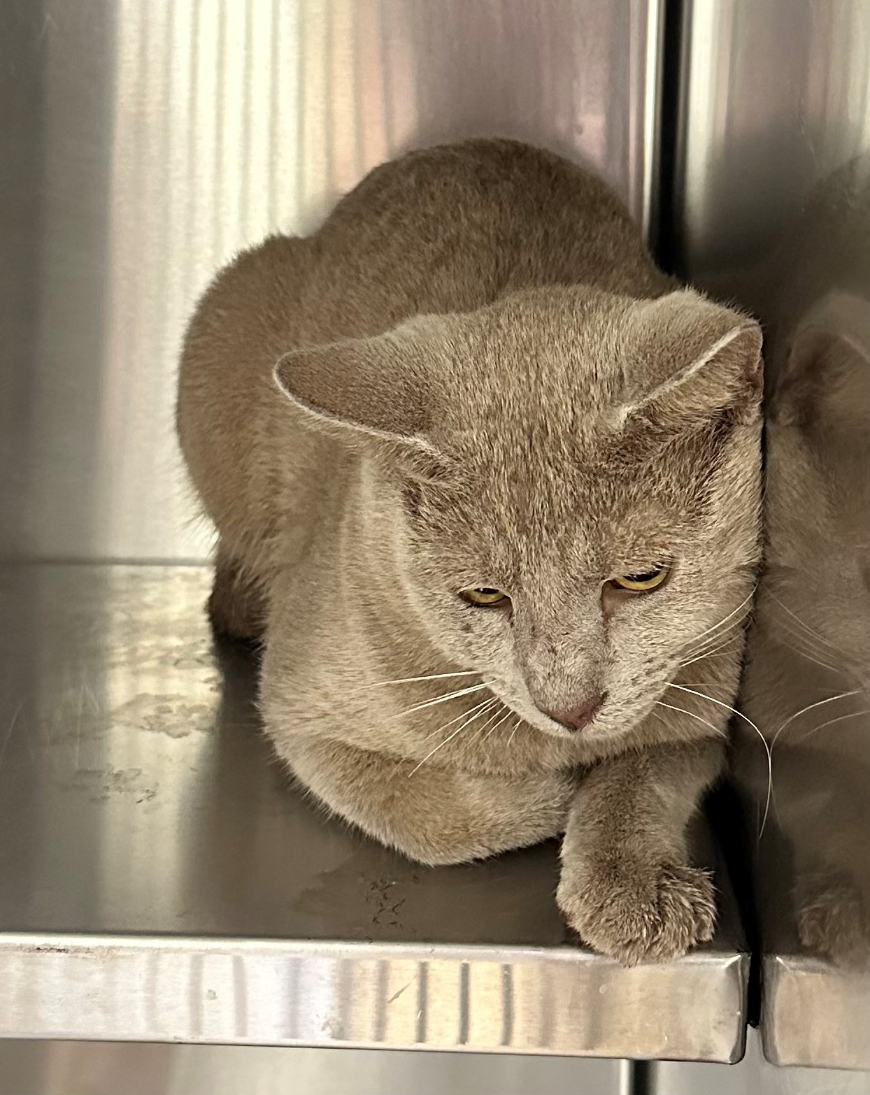 Found Grey Cat
