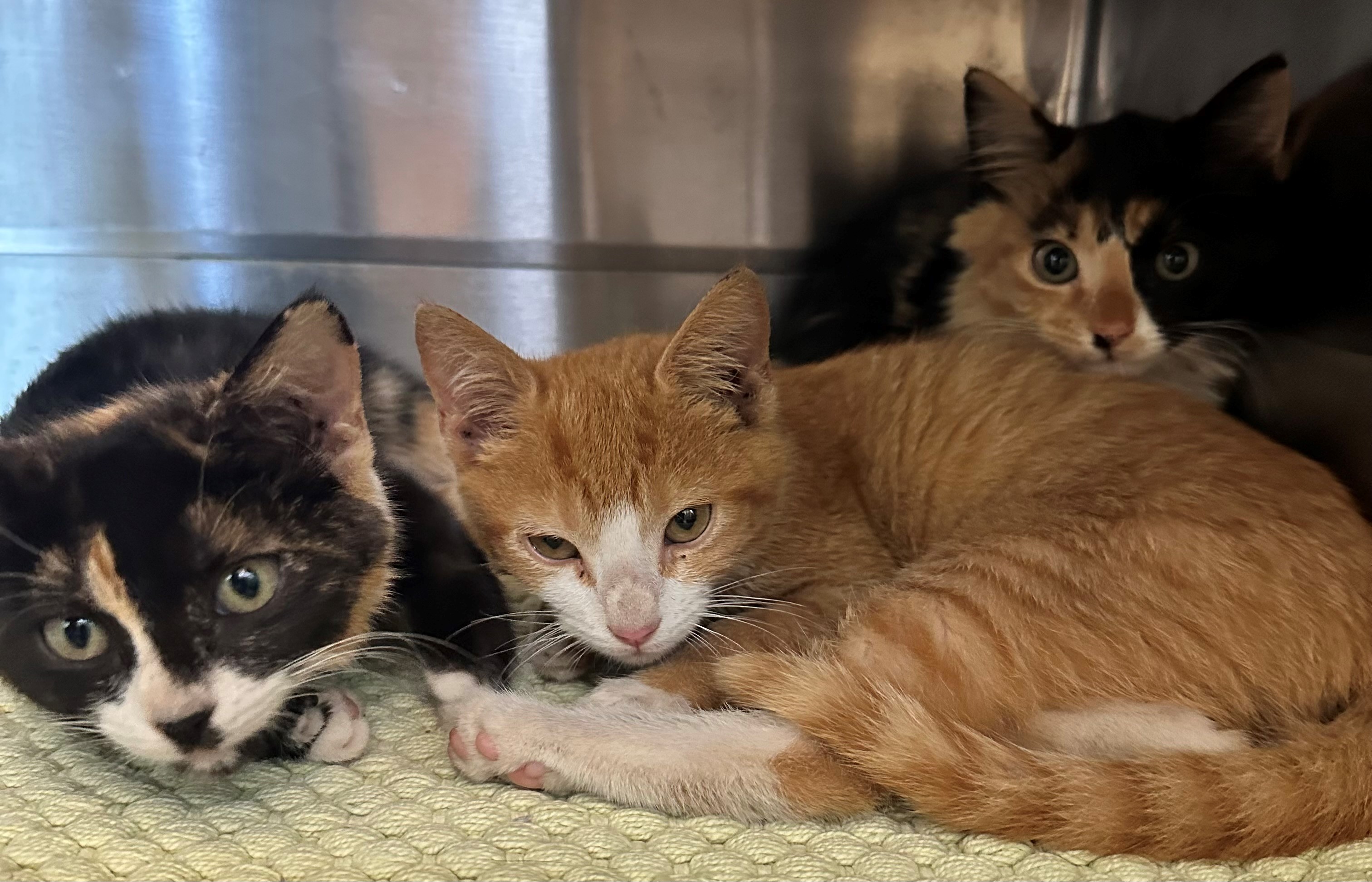 Found Kittens