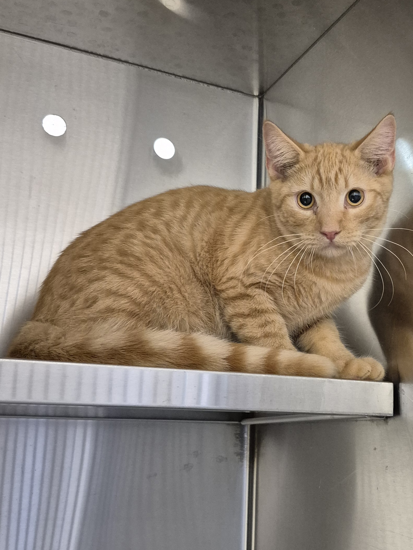 Found Domestic Short Hair