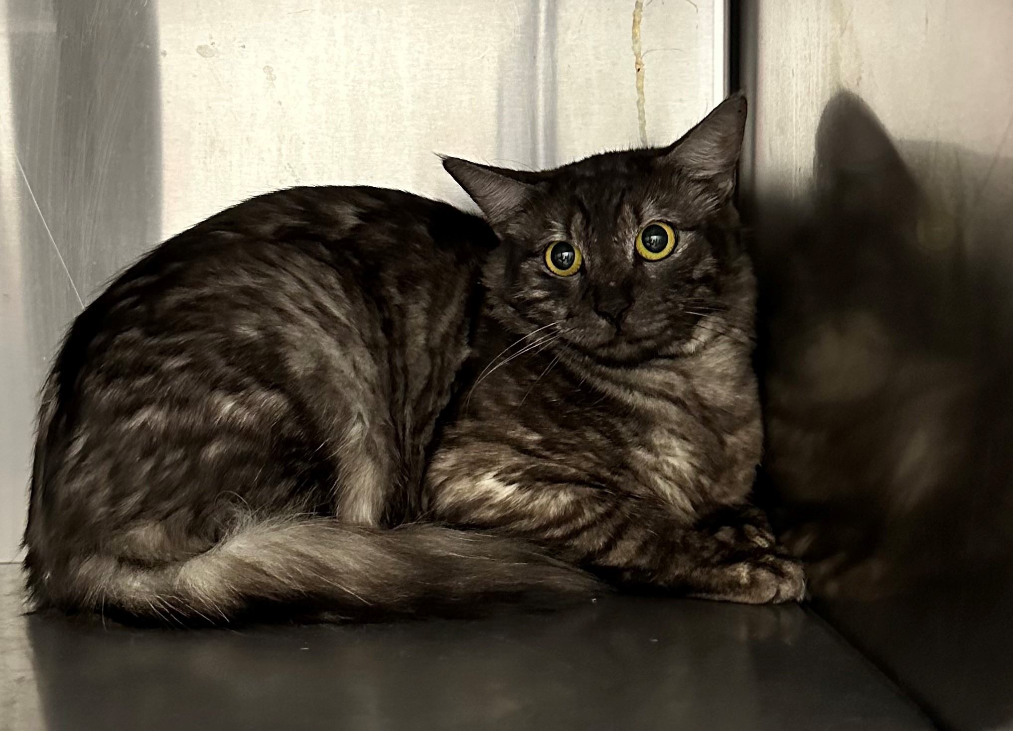 Found Tabby Cat