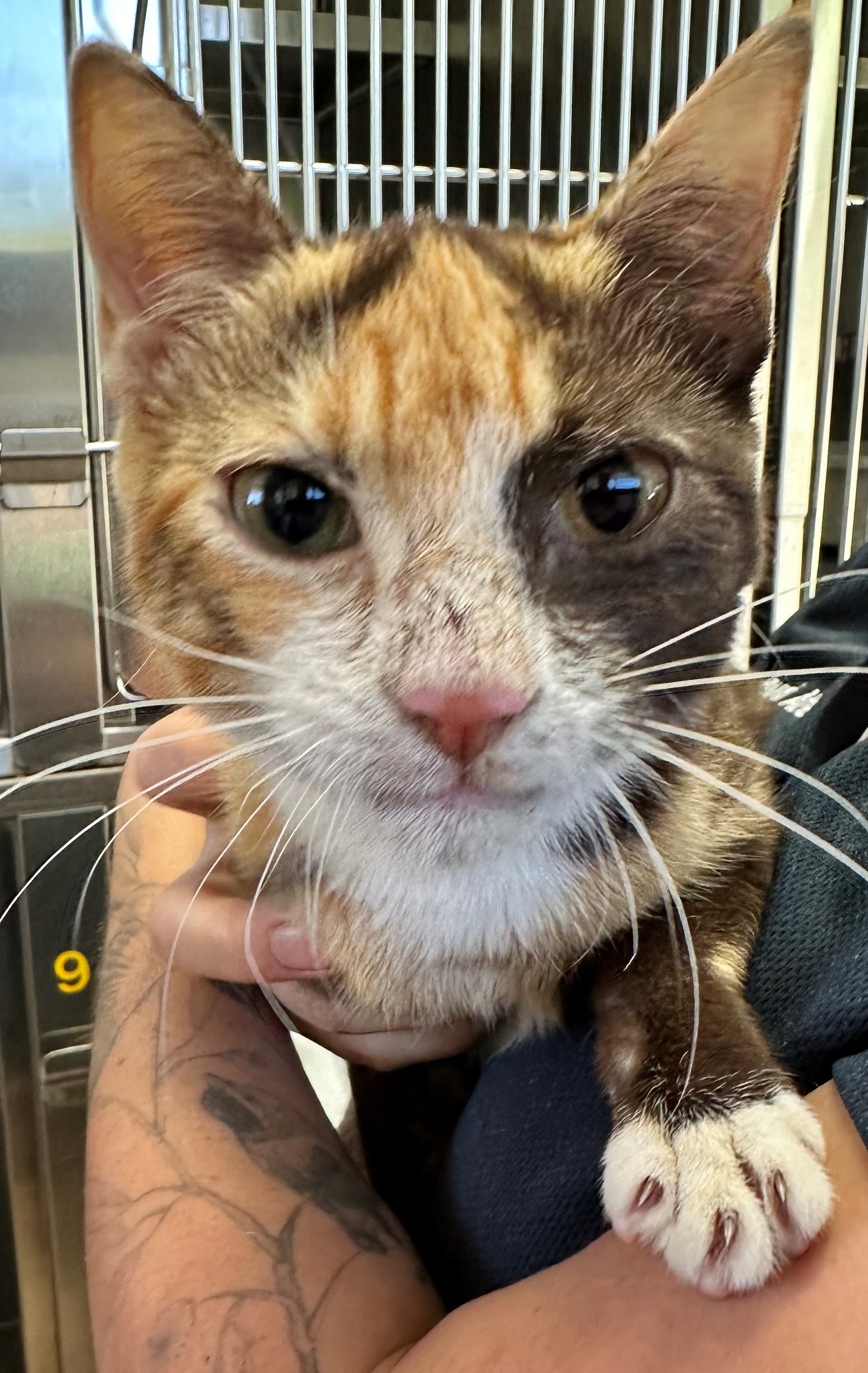 Found Tortoiseshell Cat