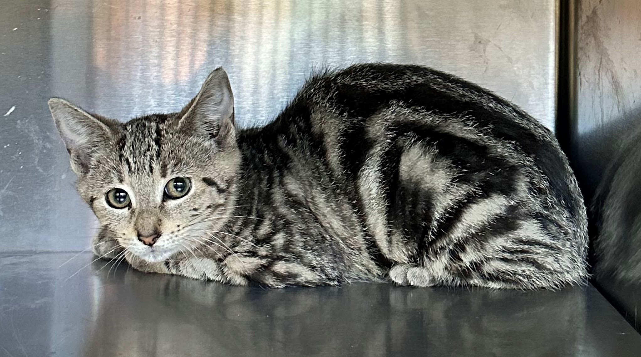 Found Tabby Kitten