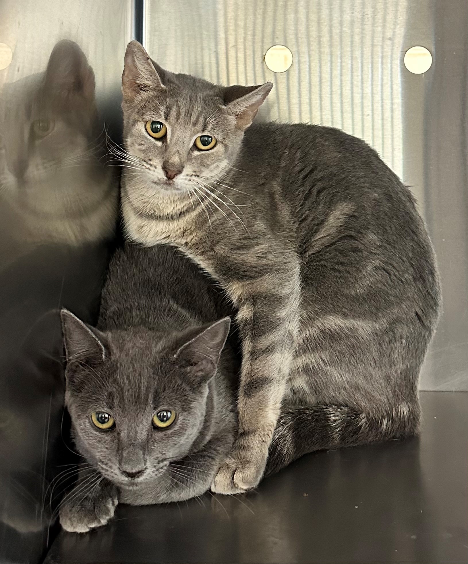 Found Grey Cats