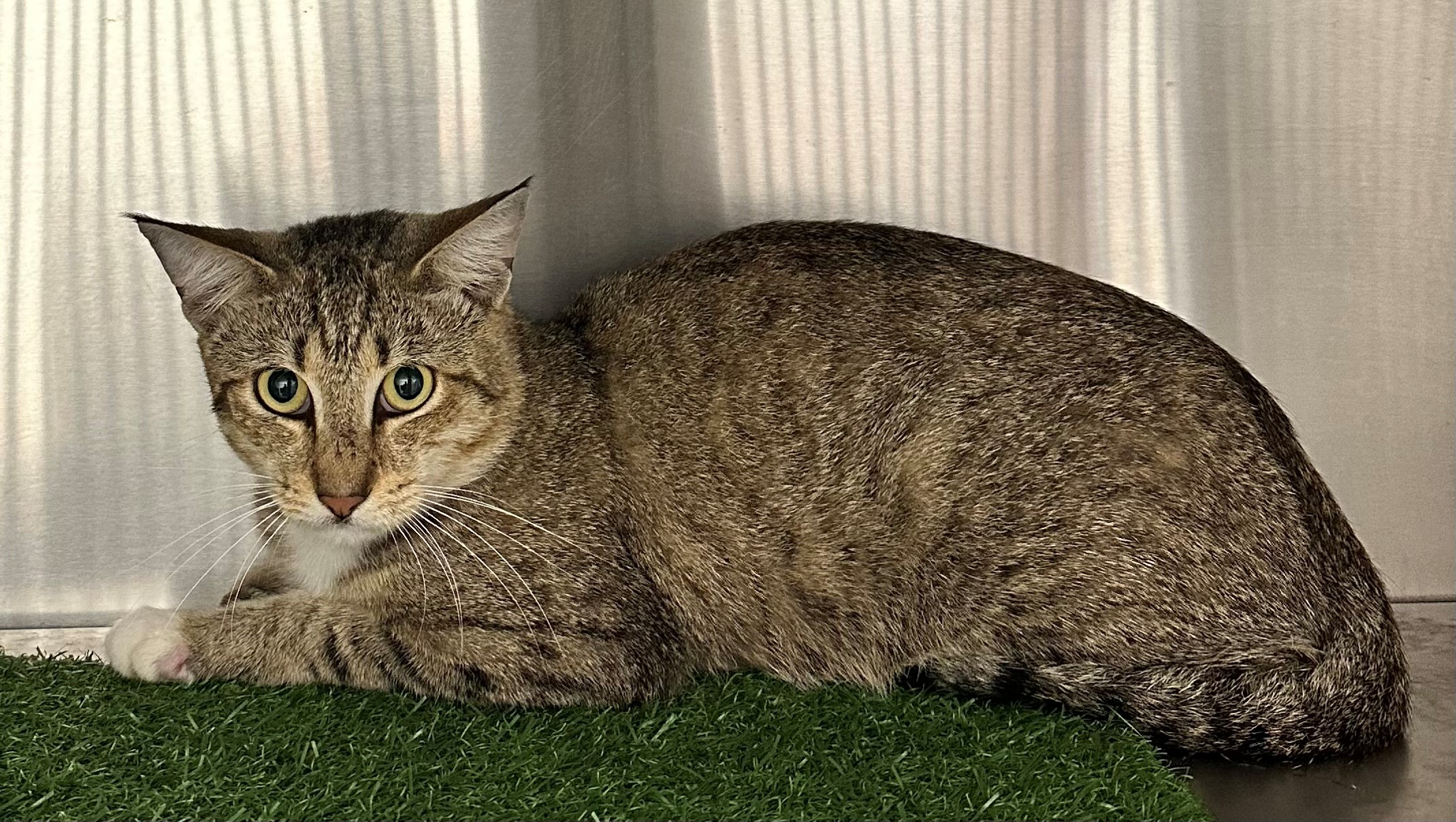 Found Tabby & White Cat