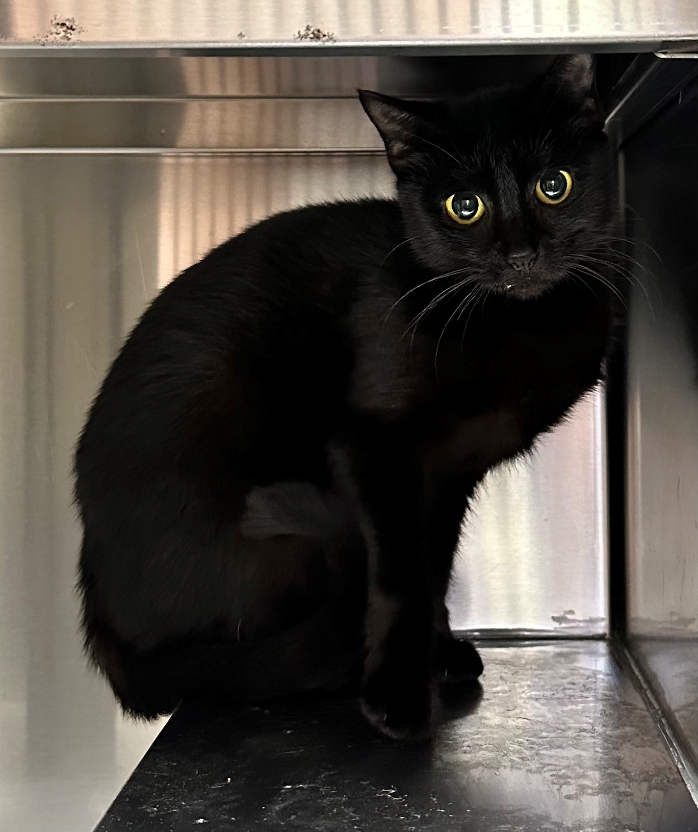 Found Black Cat