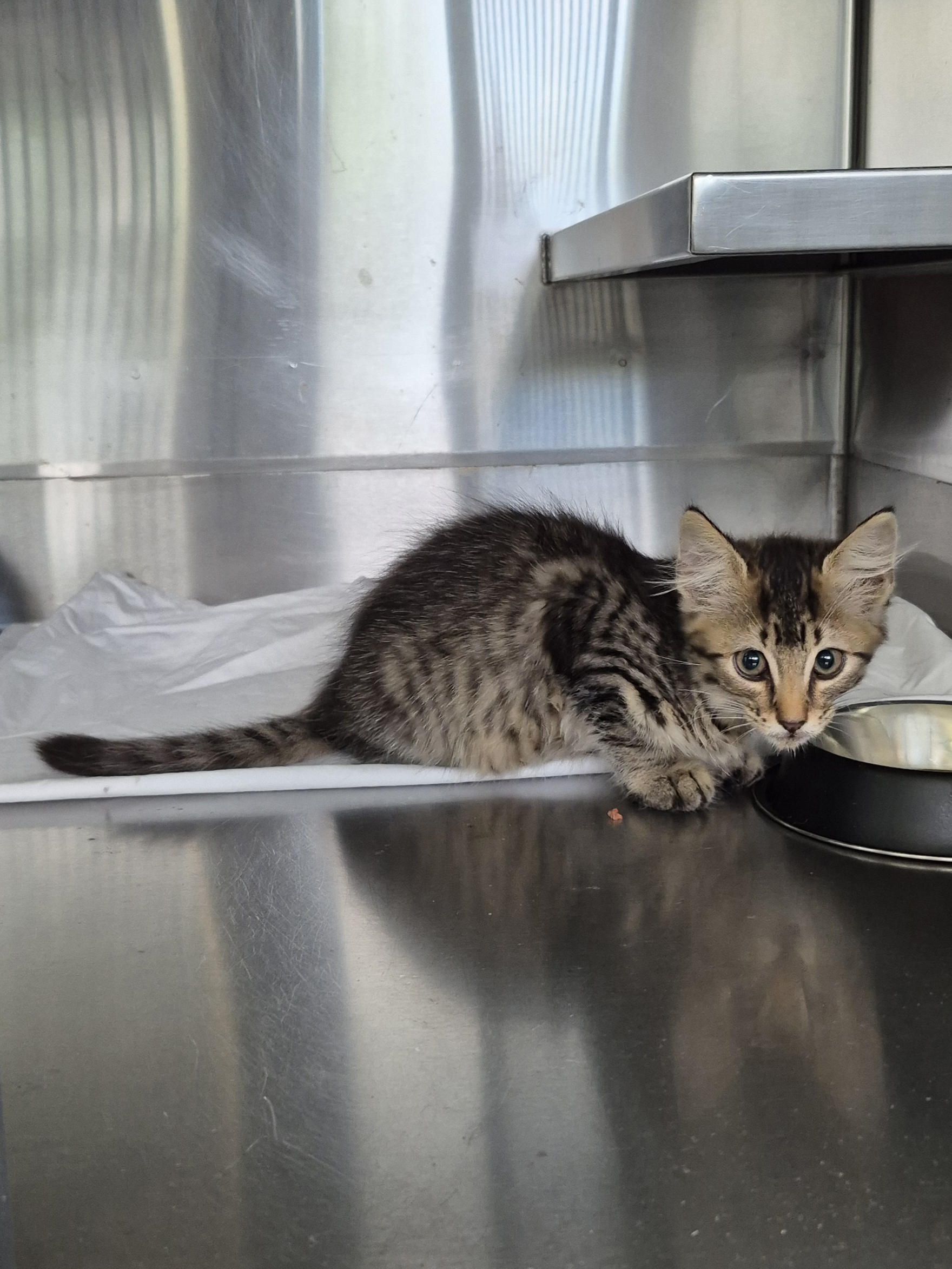 Found Domestic Short Hair