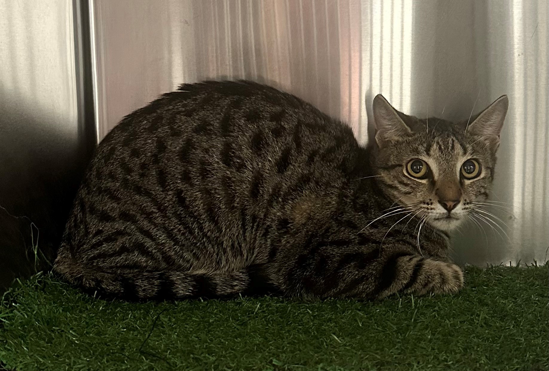 Found Tabby Cat