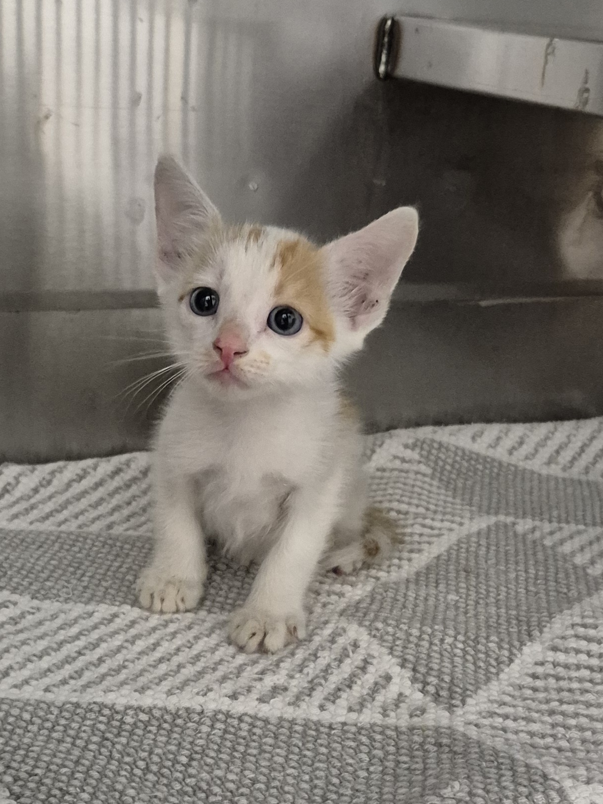 Found Domestic Short Hair