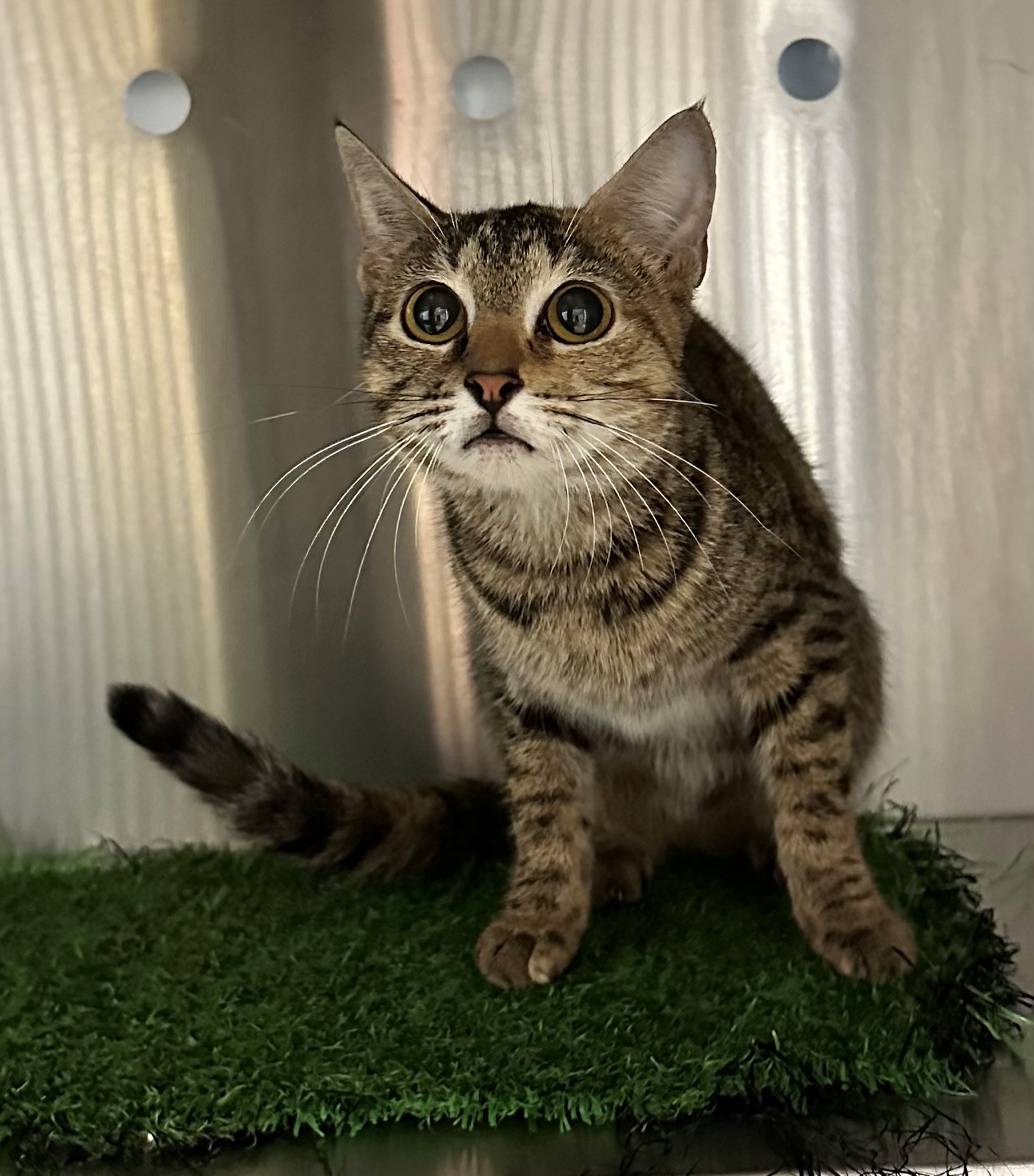 Found Torbie Cat