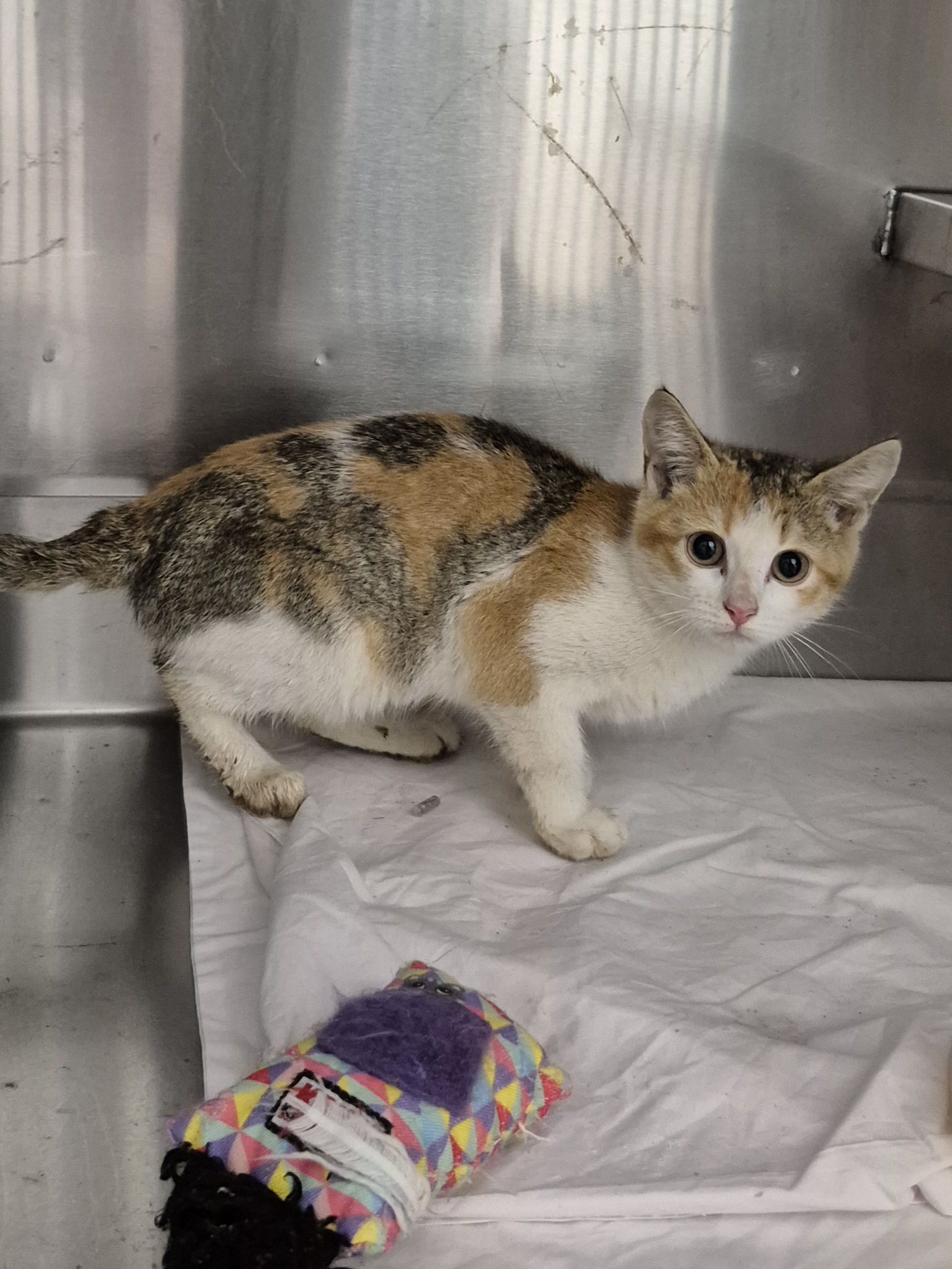 Found Domestic Short Hair