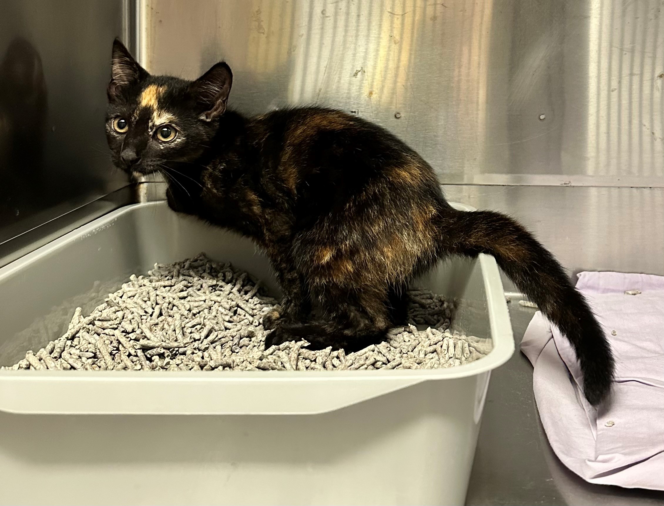 Found Tortoiseshell Kitten