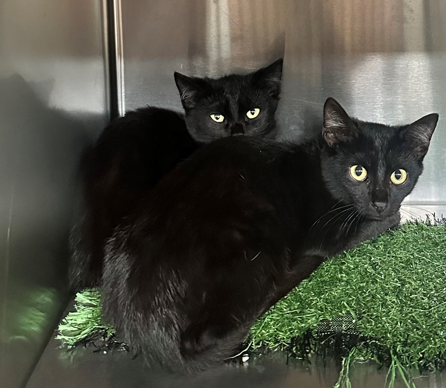 Found Black Kittens