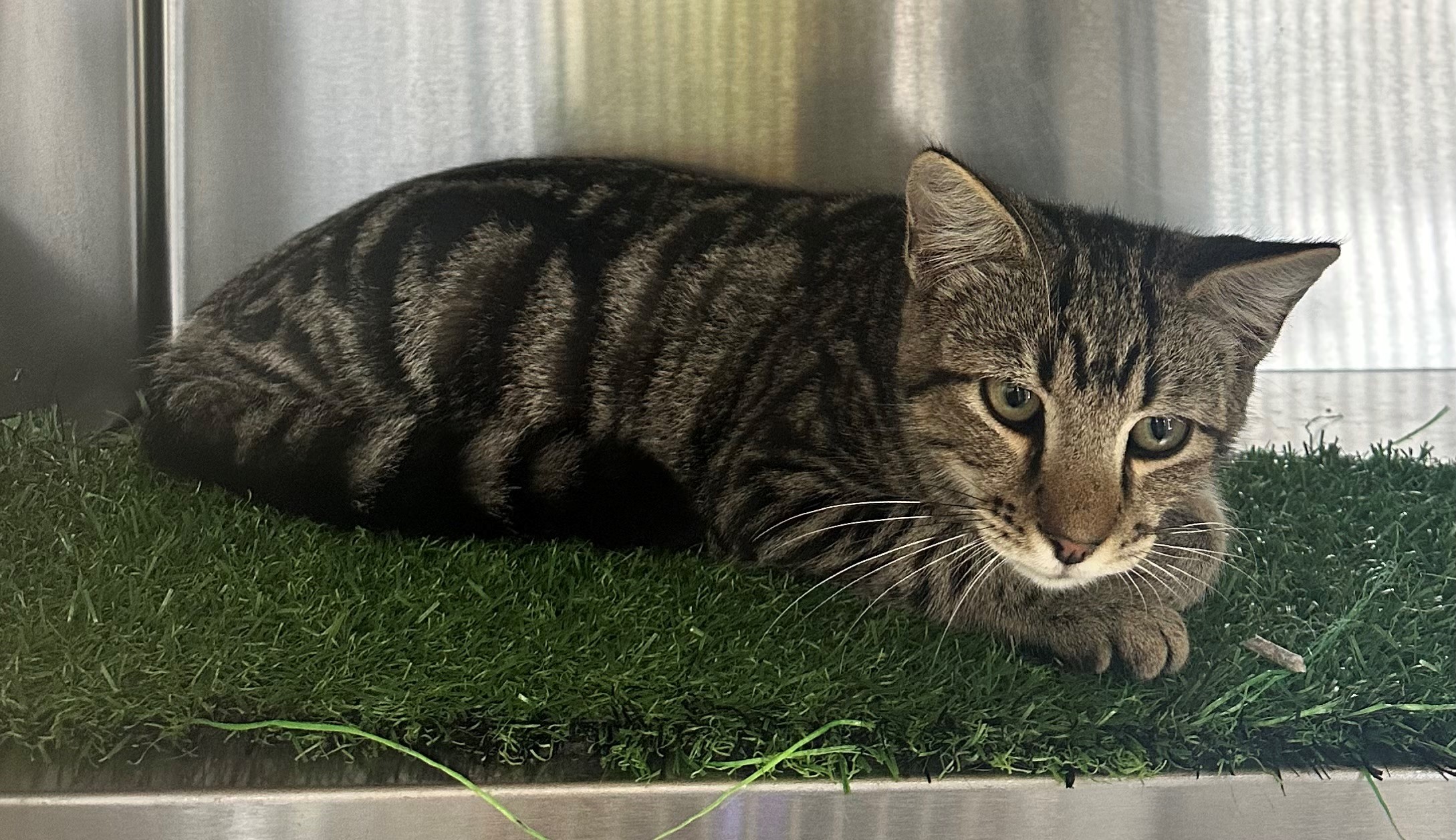 Found Tabby Cat
