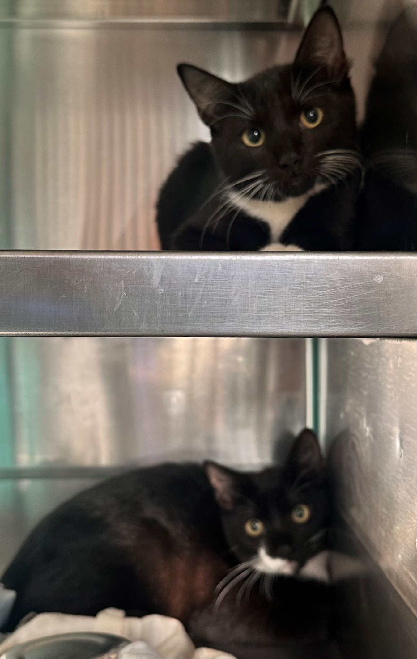 Found Black & White Kittens