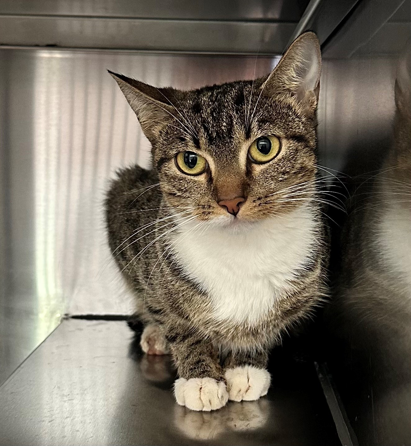 Found Tabby & White Cat