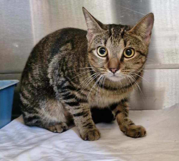 Found Tabby Cat