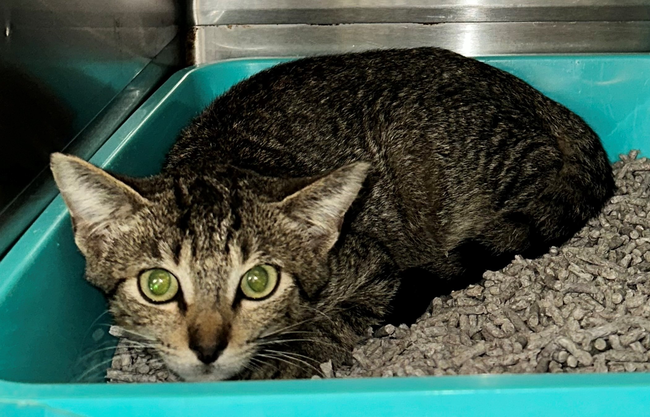 Found Tabby Cat
