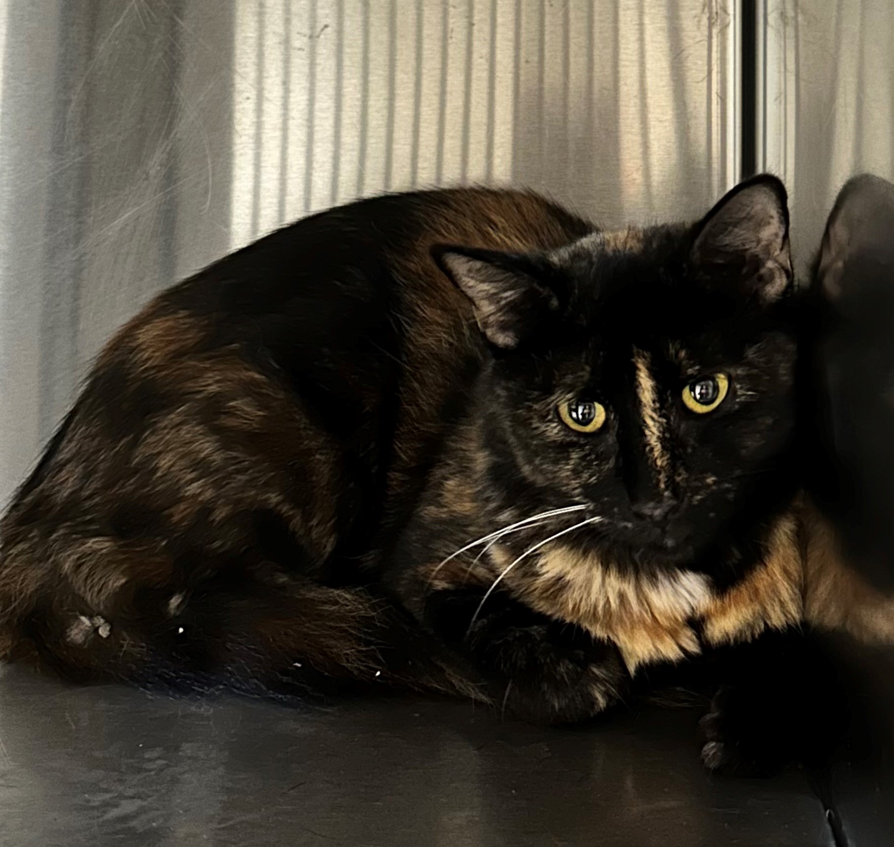 Found Tortoiseshell Cat