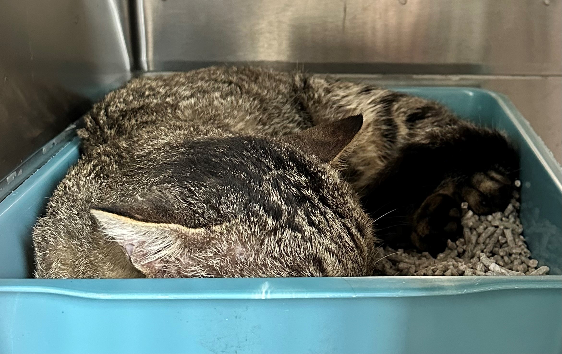 Found Tabby Cat