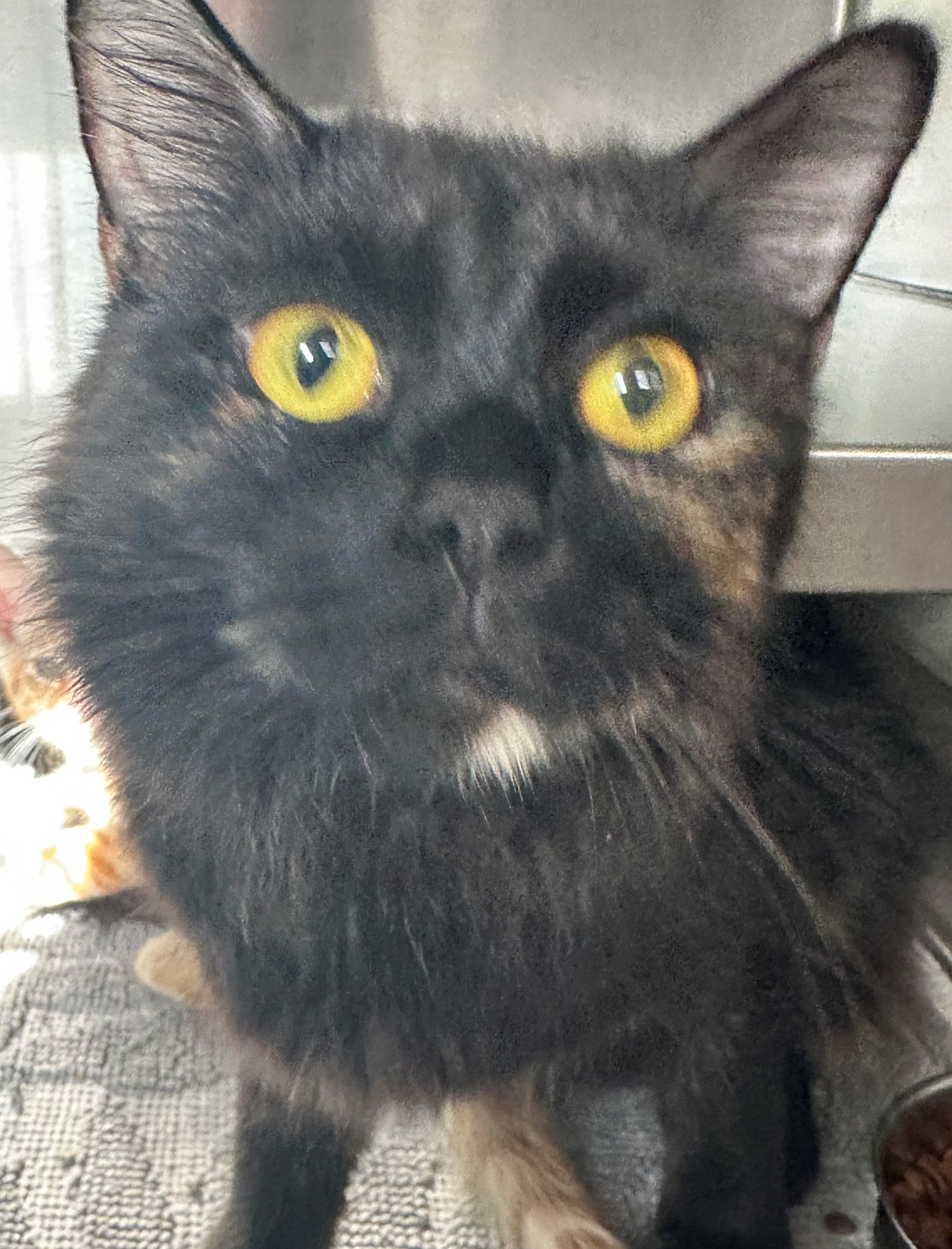 Found Tortoiseshell Cat