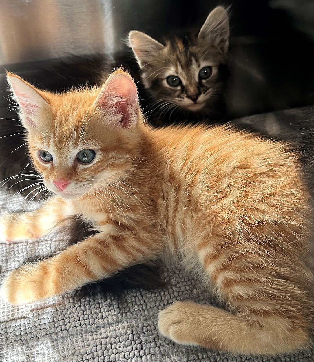 Found Kittens