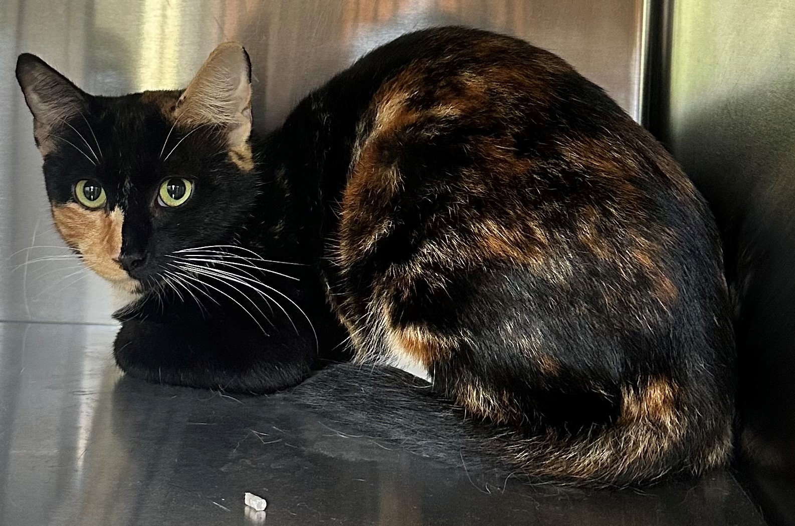 Found Tortoiseshell Cat