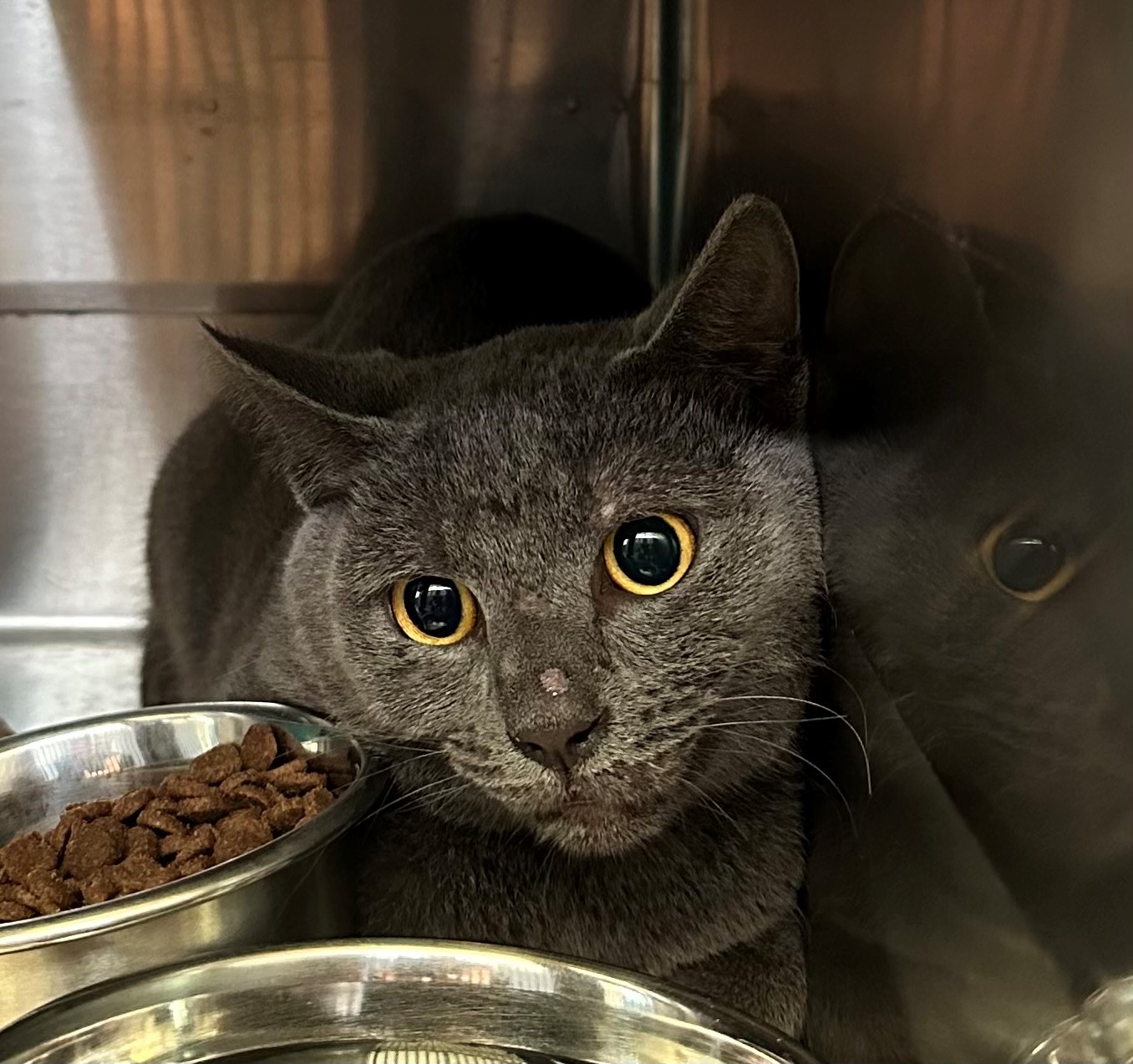 Found Grey Cat