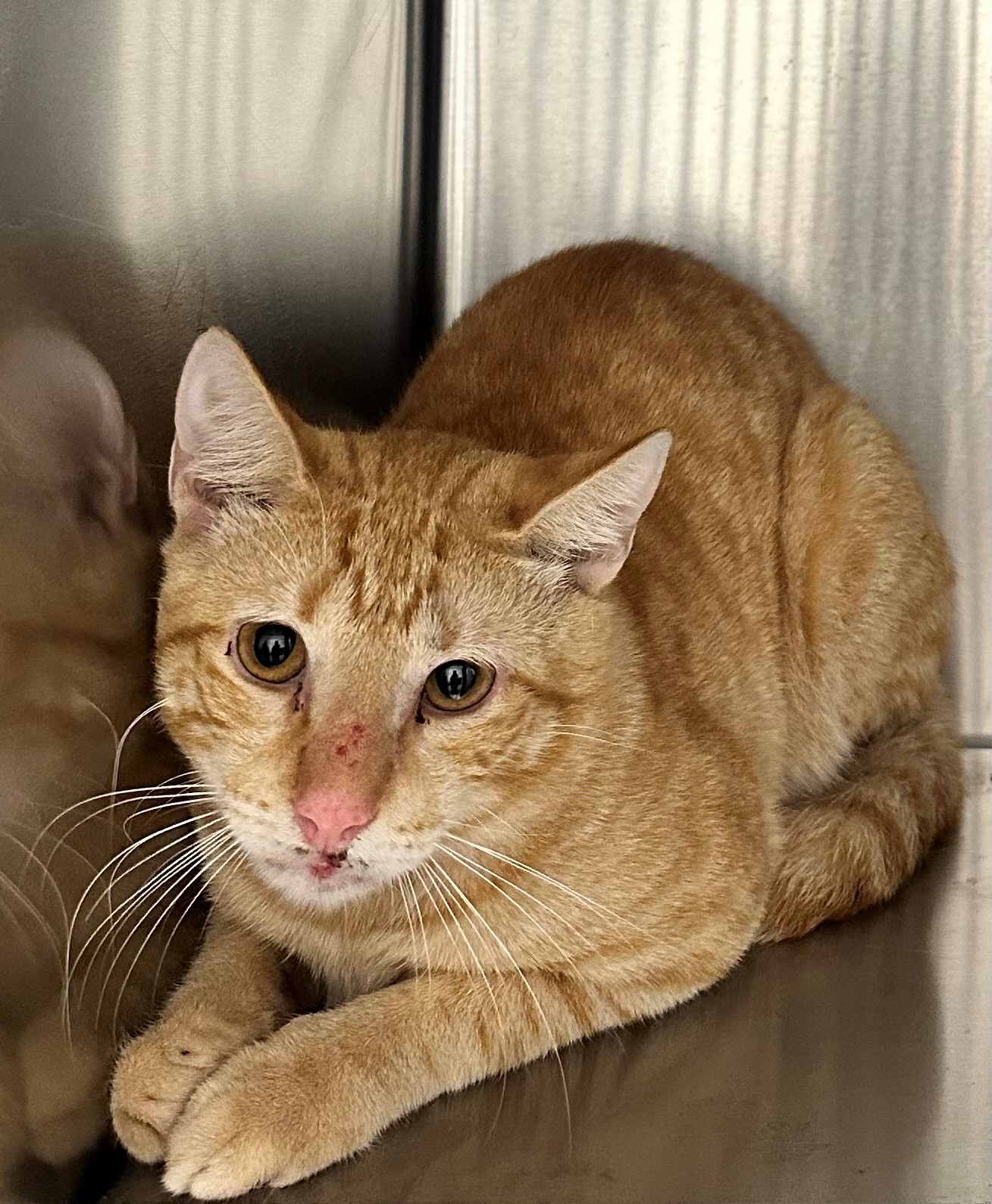 Found Ginger Cat