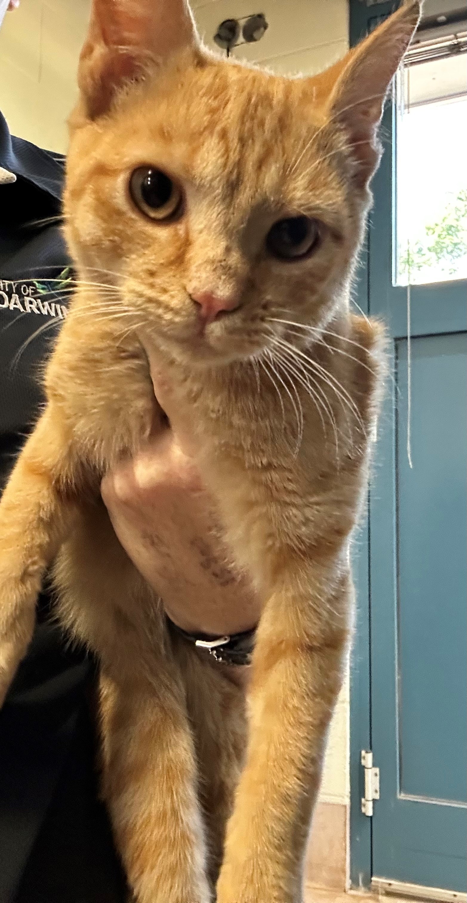 Found Ginger Cat